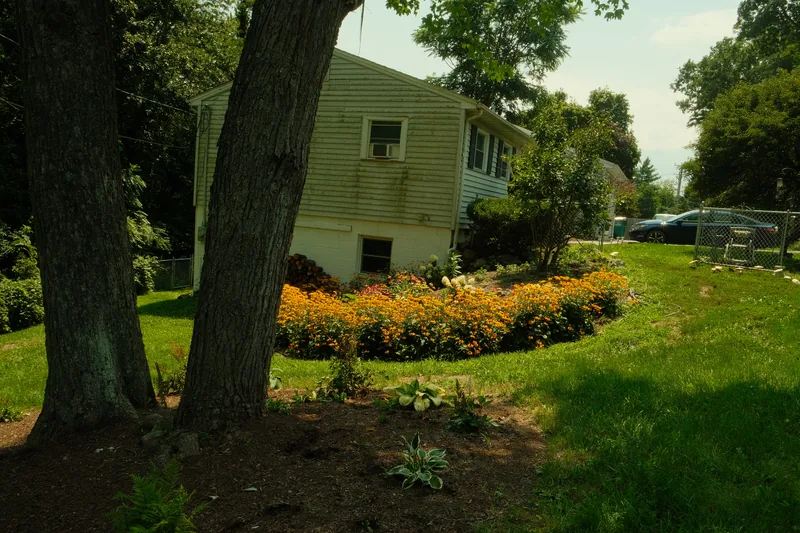 Curved marigold and zinnia border wrapping a lawn beside mature shade trees