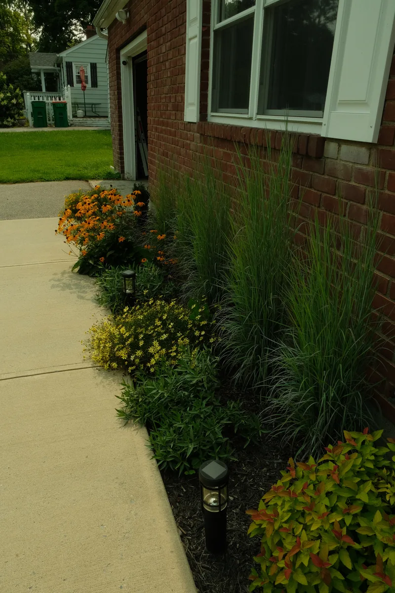 Layered border of ornamental grasses, coreopsis and spirea along a walkway with path lighting