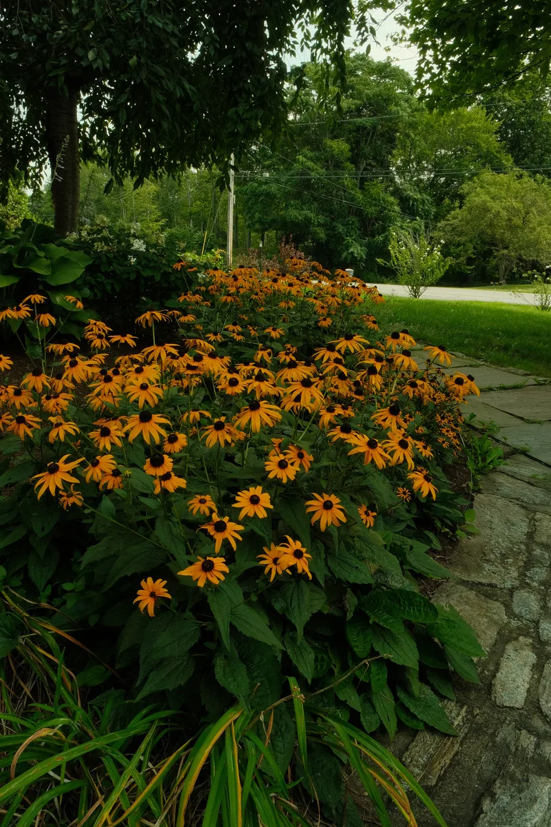 Black-eyed Susan border in full bloom beside a flagstone walkway