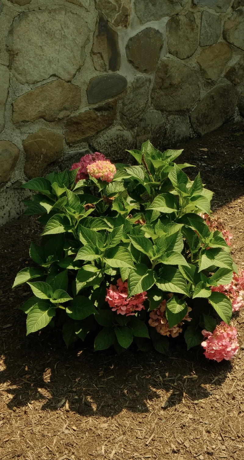 Hydrangea in fresh bark mulch against a fieldstone retaining wall