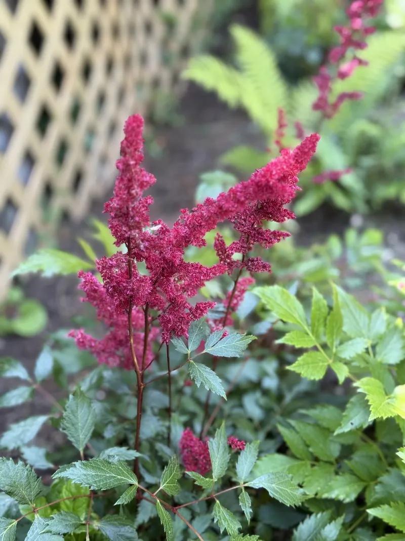 Astilbe in full pink bloom in a shaded planted bed