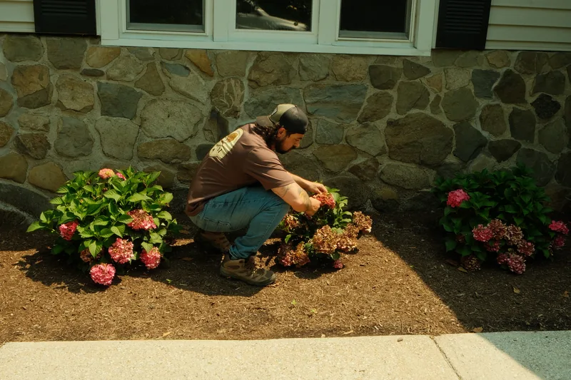 Ardisi crew member planting hydrangeas in a freshly mulched bed against a fieldstone facade