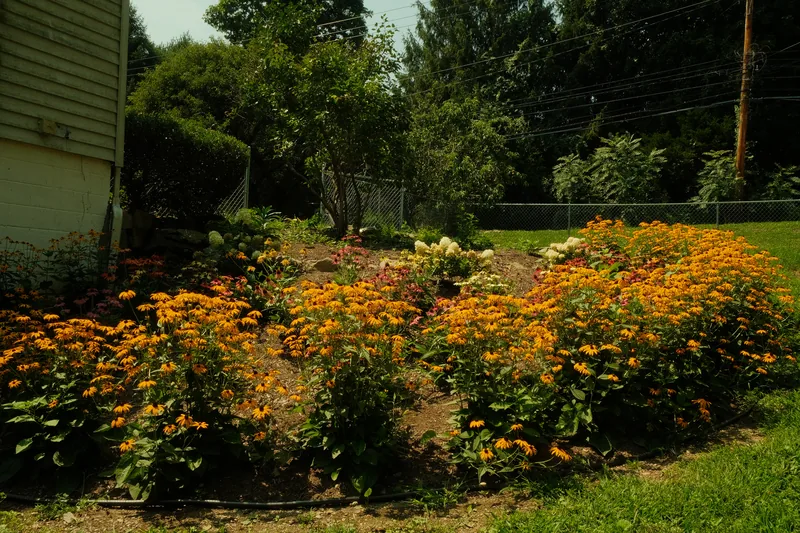 Sweeping perennial border in full bloom with black-eyed Susans, coneflowers and hydrangea along a lawn edge